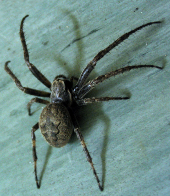 křižák podkorní (Nuctenea umbratica)