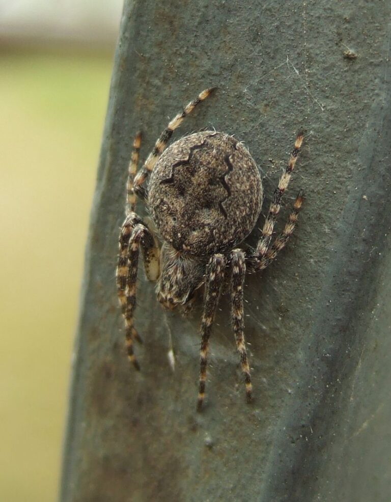 křižák rudohnědý (Larinioides ixobolus)