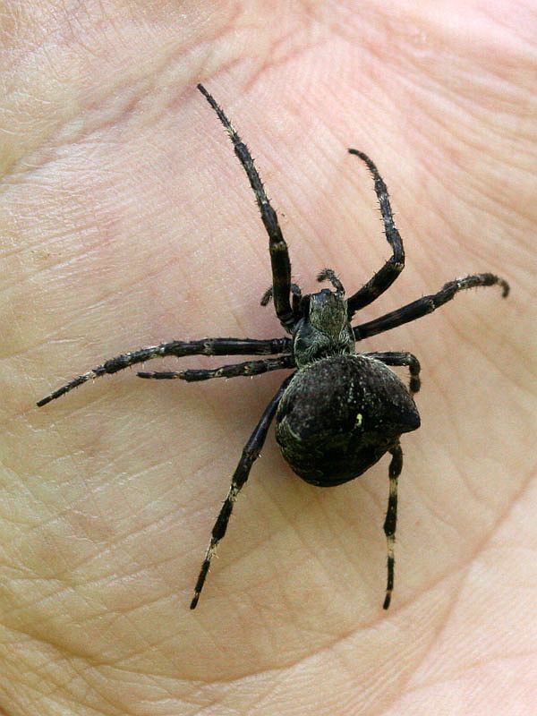 křižák velký křižák velký (Araneus angulatus)