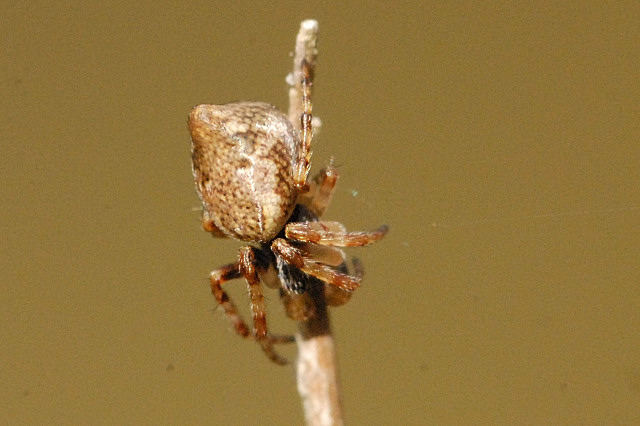 křižák vířivý křižák vířivý (Cyclosa conica)