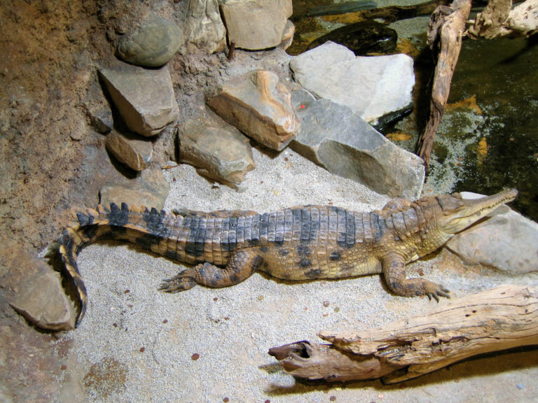 krokodýl štítnatý (Mecistops cataphractus)