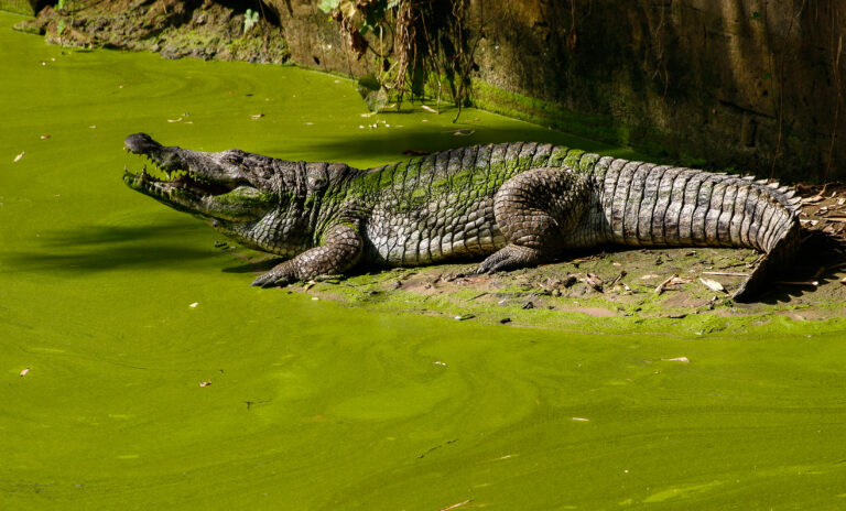 krokodýl západoafrický krokodýl západoafrický (Crocodylus suchus)