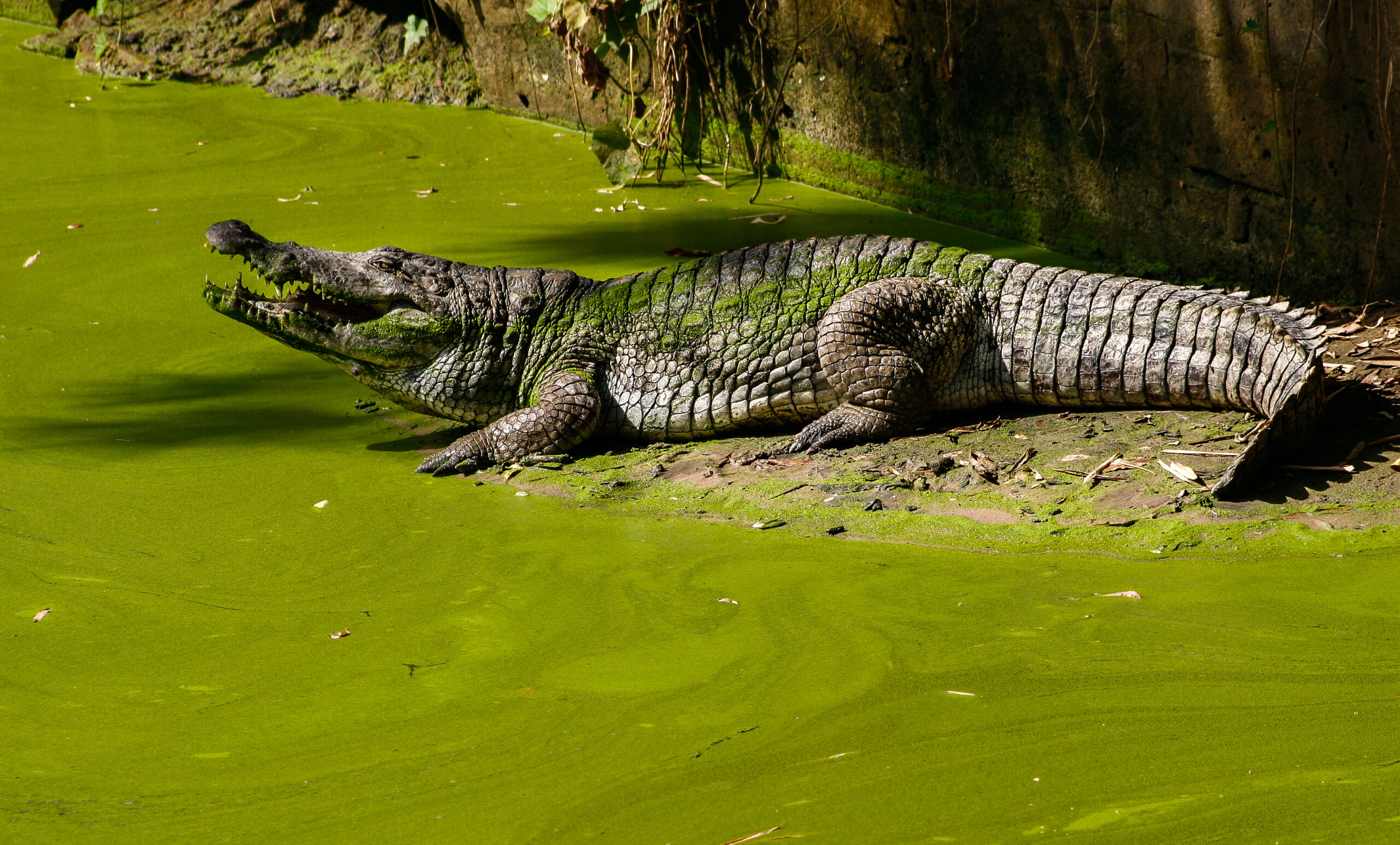 krokodýl západoafrický (Crocodylus suchus)