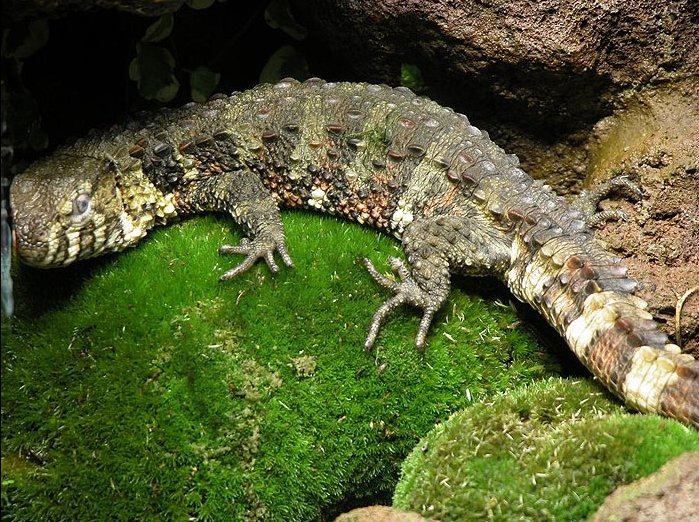 krokodýlovec čínský krokodýlovec čínský (Shinisaurus crocodilurus)