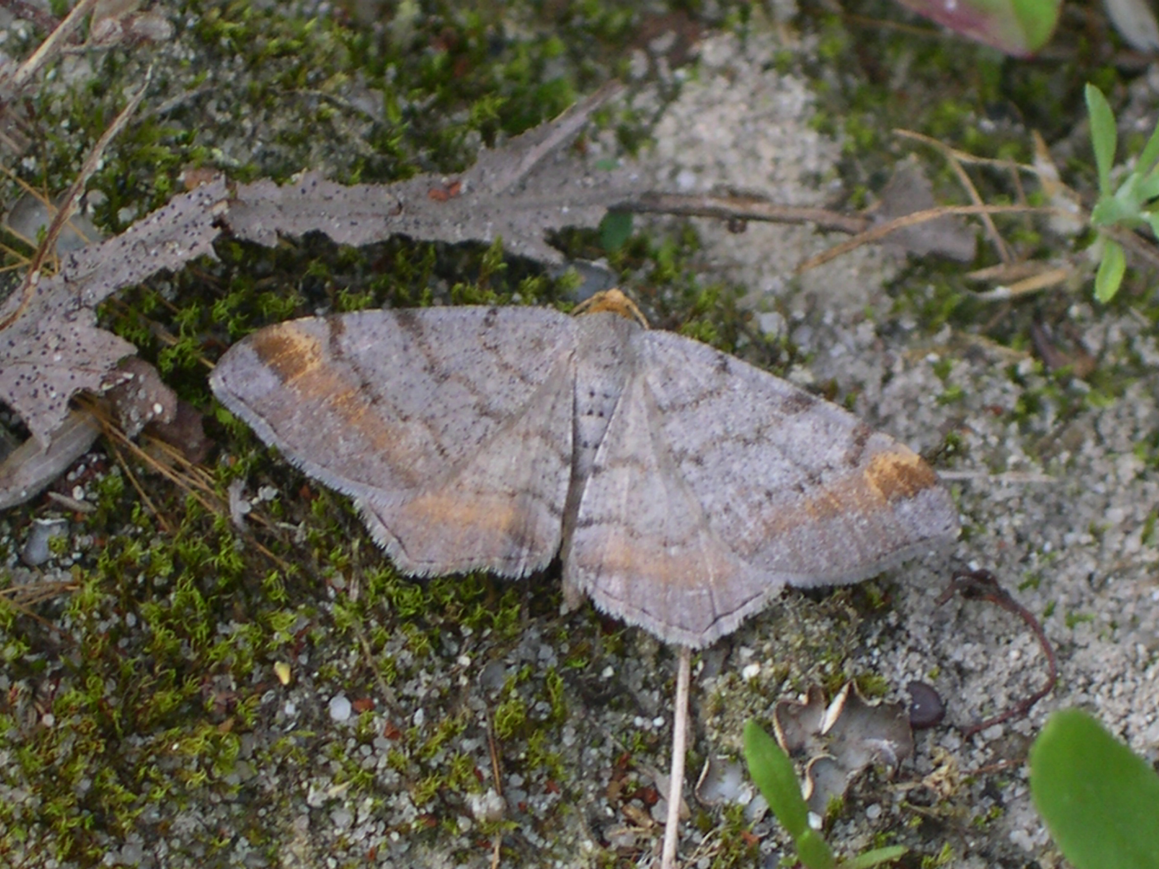 kropenatec borový (Macaria liturata)