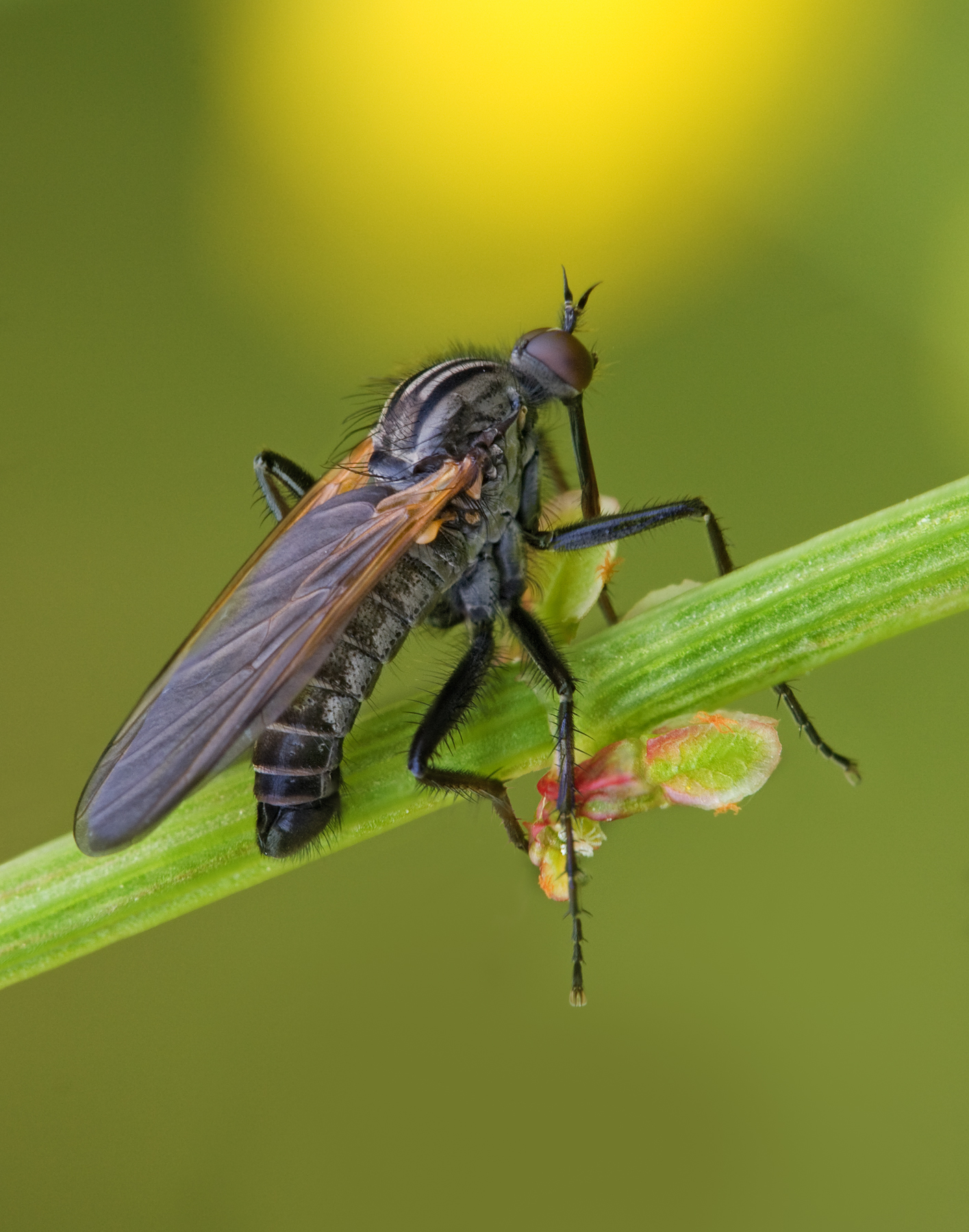 kroužilka běžná (Empis tessellata)