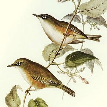 kruhoočko černouzdičkové (Zosterops albogularis)
