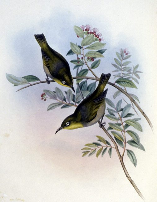 kruhoočko velké (Zosterops strenuus)