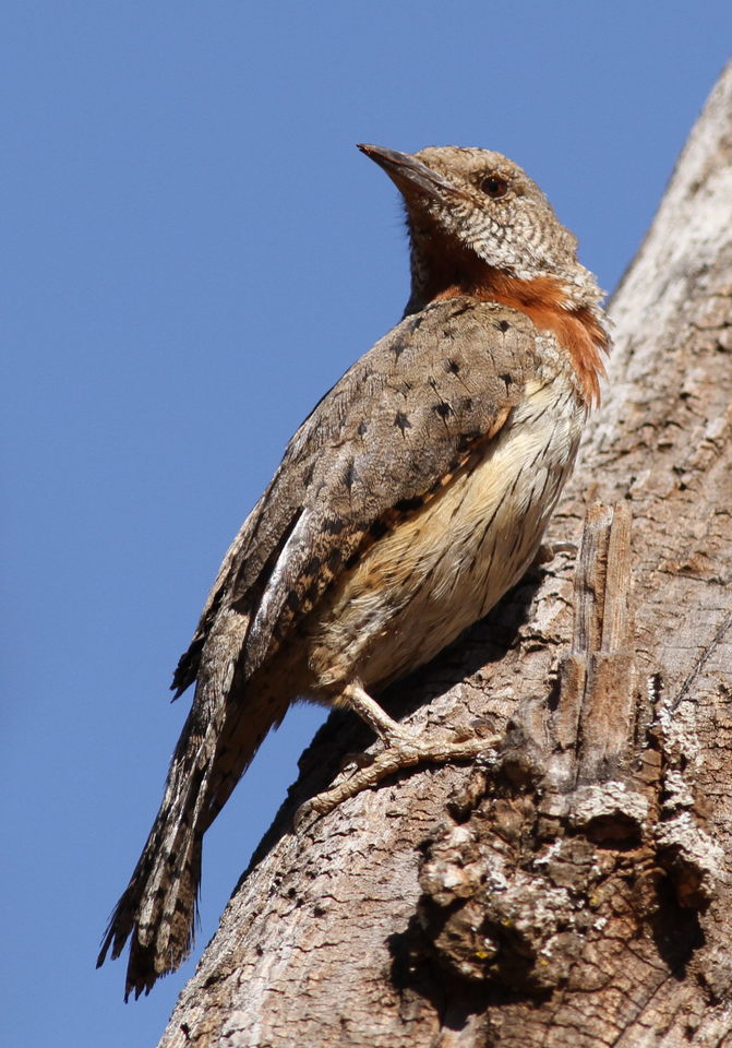 krutihlav rezavokrký (Jynx ruficollis)