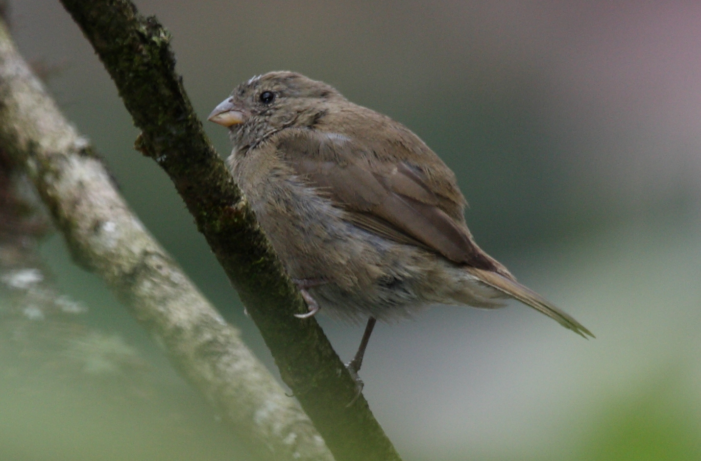 kubánka andská (Tiaris obscurus)