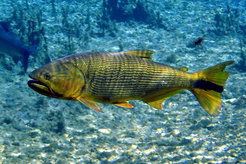 Kujaba brazilská (Salminus brasiliensis)
