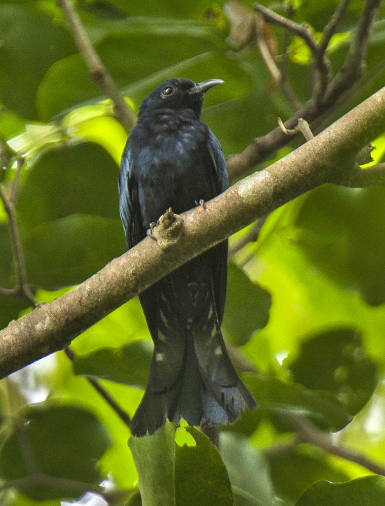 kukačka černá (Surniculus velutinus)