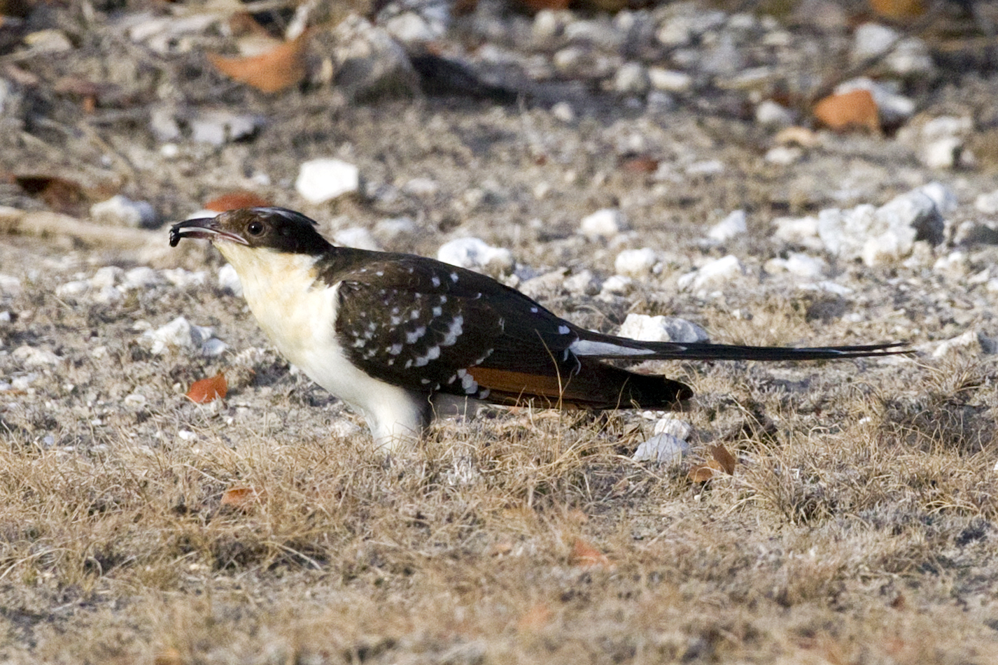 kukačka chocholatá (Clamator glandarius)