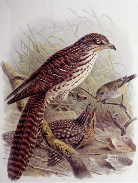 kukačka dlouhoocasá (Urodynamis taitensis)