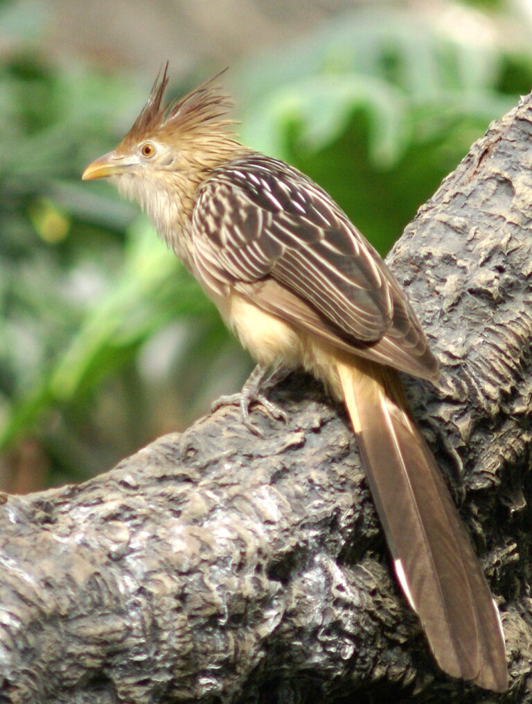 kukačka guira (Guira guira)