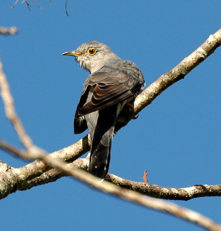 kukačka Horsfieldova (Cuculus optatus)