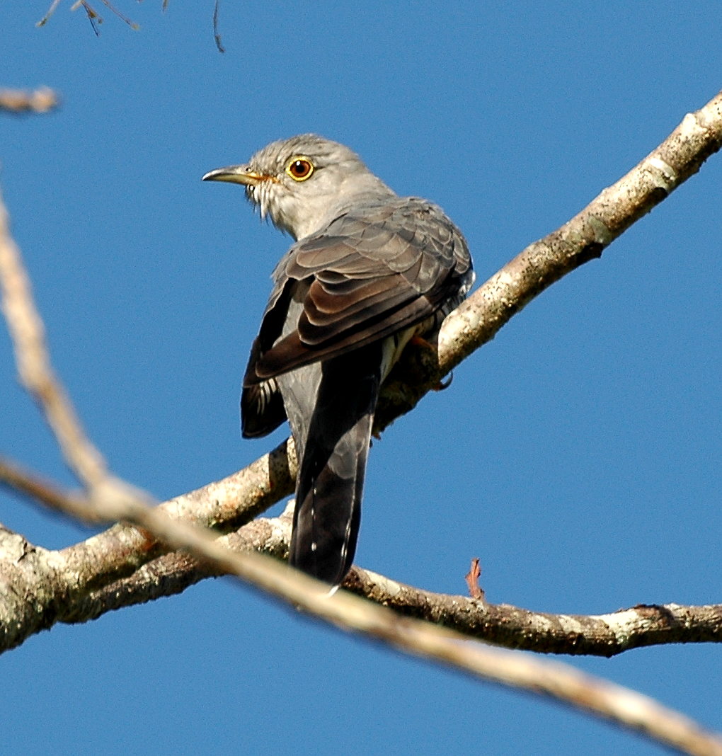 kukačka Horsfieldova (Cuculus optatus)