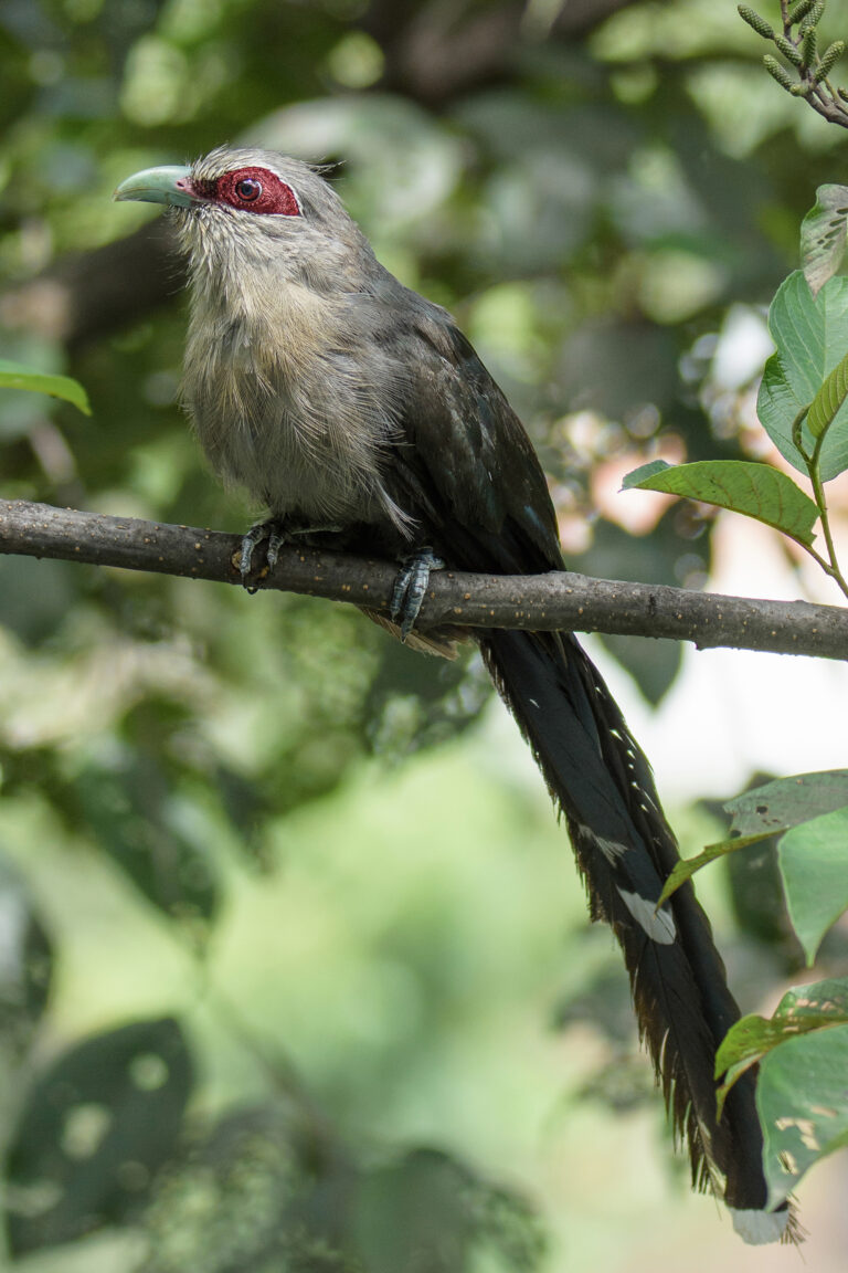 kukačka kokil (Phaenicophaeus tristis)