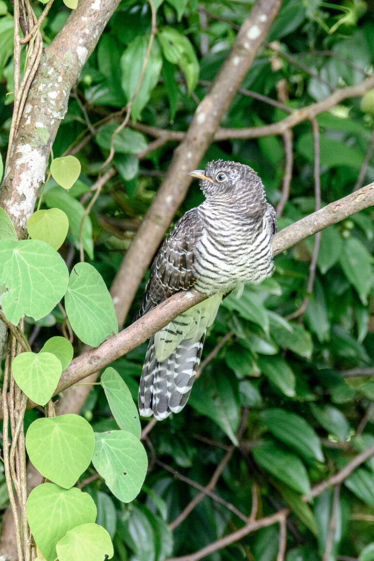 kukačka krátkokřídlá (Cuculus micropterus)