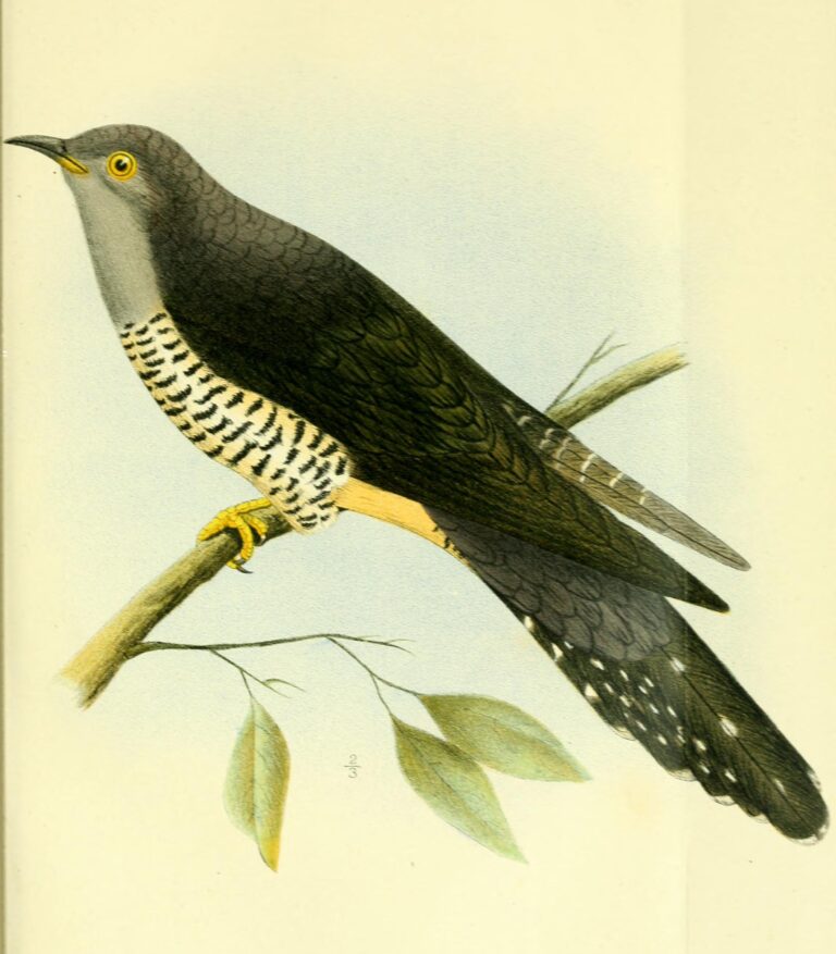 kukačka madagaskarská (Cuculus rochii)