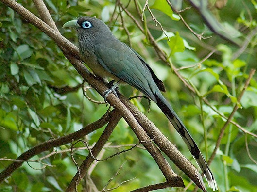 kukačka modrolící (Phaenicophaeus viridirostris)