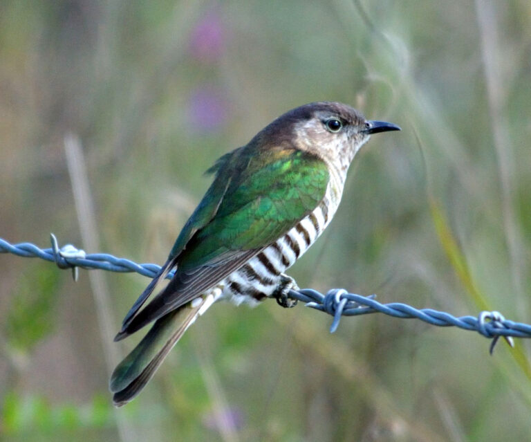 Kukačka nádherná Kukačka nádherná (Chalcites lucidus)