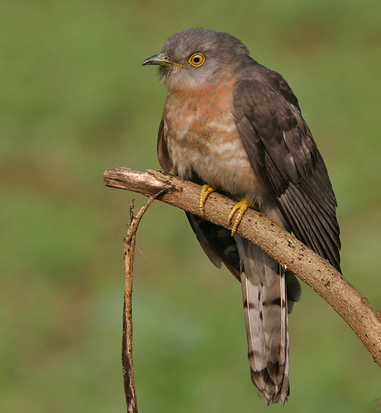 kukačka pestrá (Hierococcyx varius)
