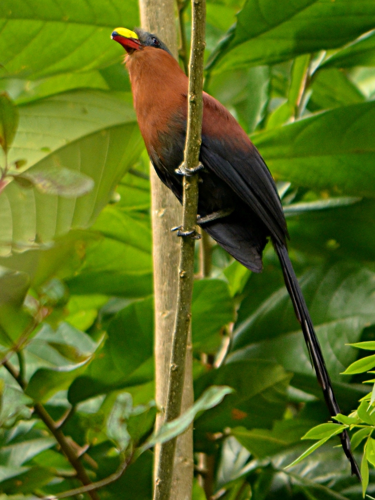 kukačka pestrozobá (Rhamphococcyx calyorhynchus)