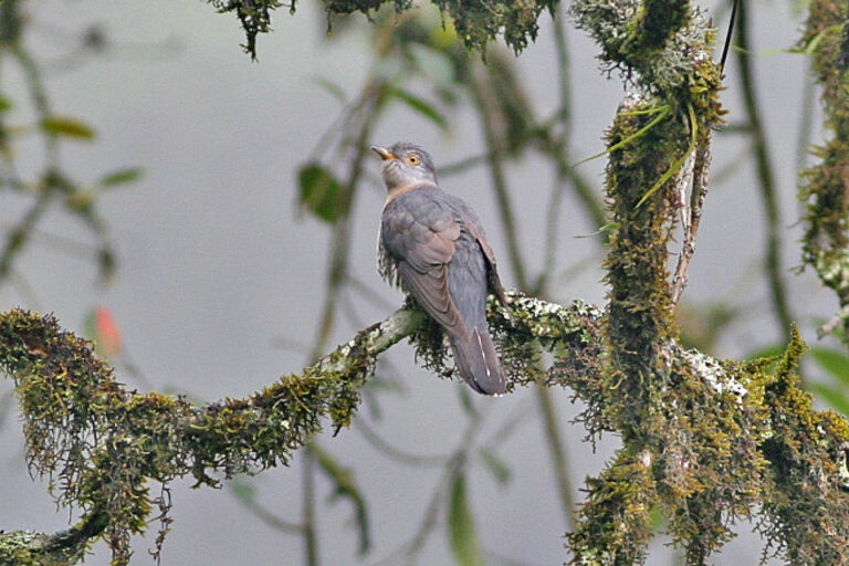 kukačka prostřední (Cuculus saturatus)