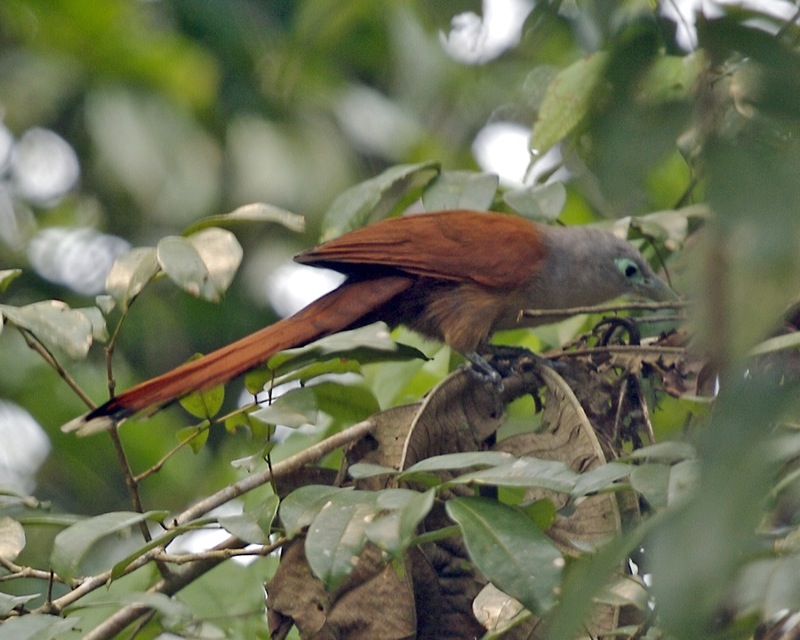kukačka rezavá (Rhinortha chlorophaea)