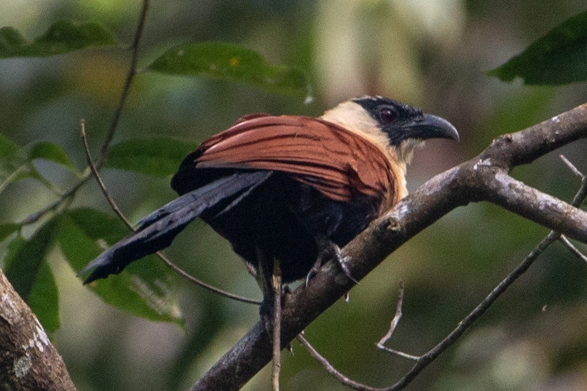 kukačka škrabošková (Centropus melanops)