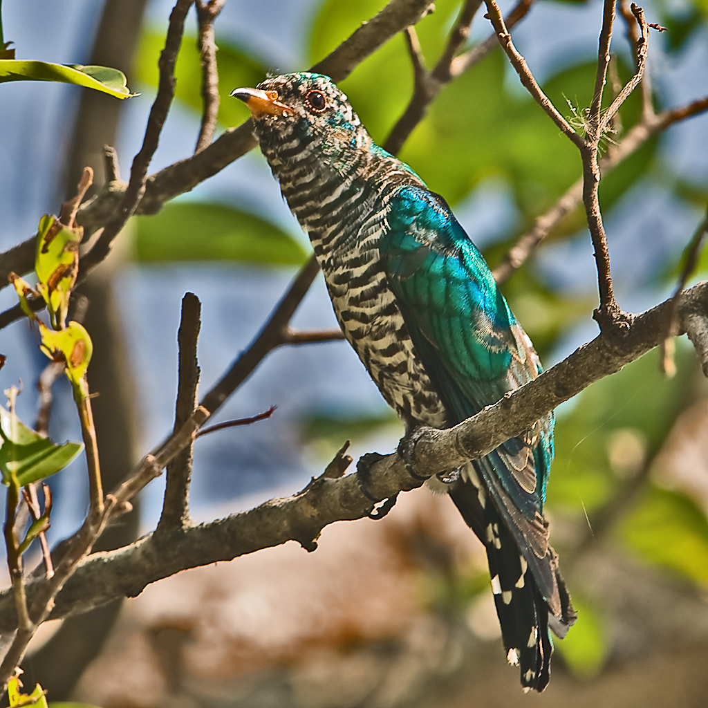 kukačka smaragdová (Chrysococcyx maculatus)