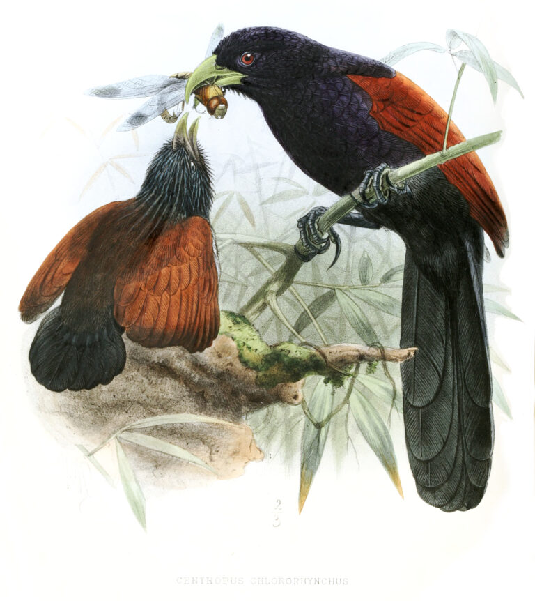 kukačka srílanská (Centropus chlororhynchos)