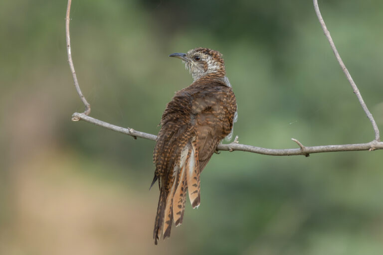 kukačka vavřínová (Cacomantis sonneratii)