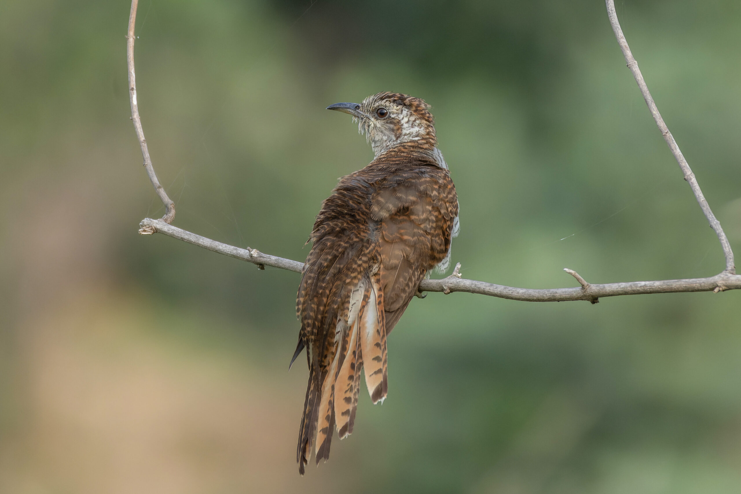 kukačka vavřínová (Cacomantis sonneratii)