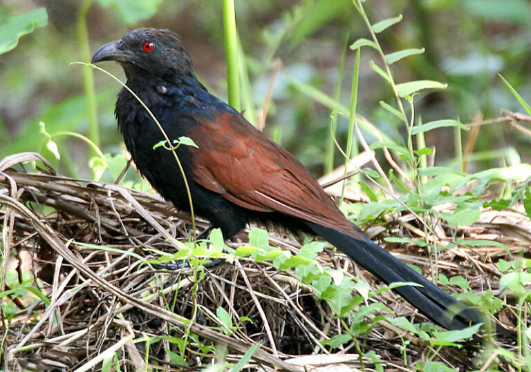 kukačka vraní (Centropus sinensis)
