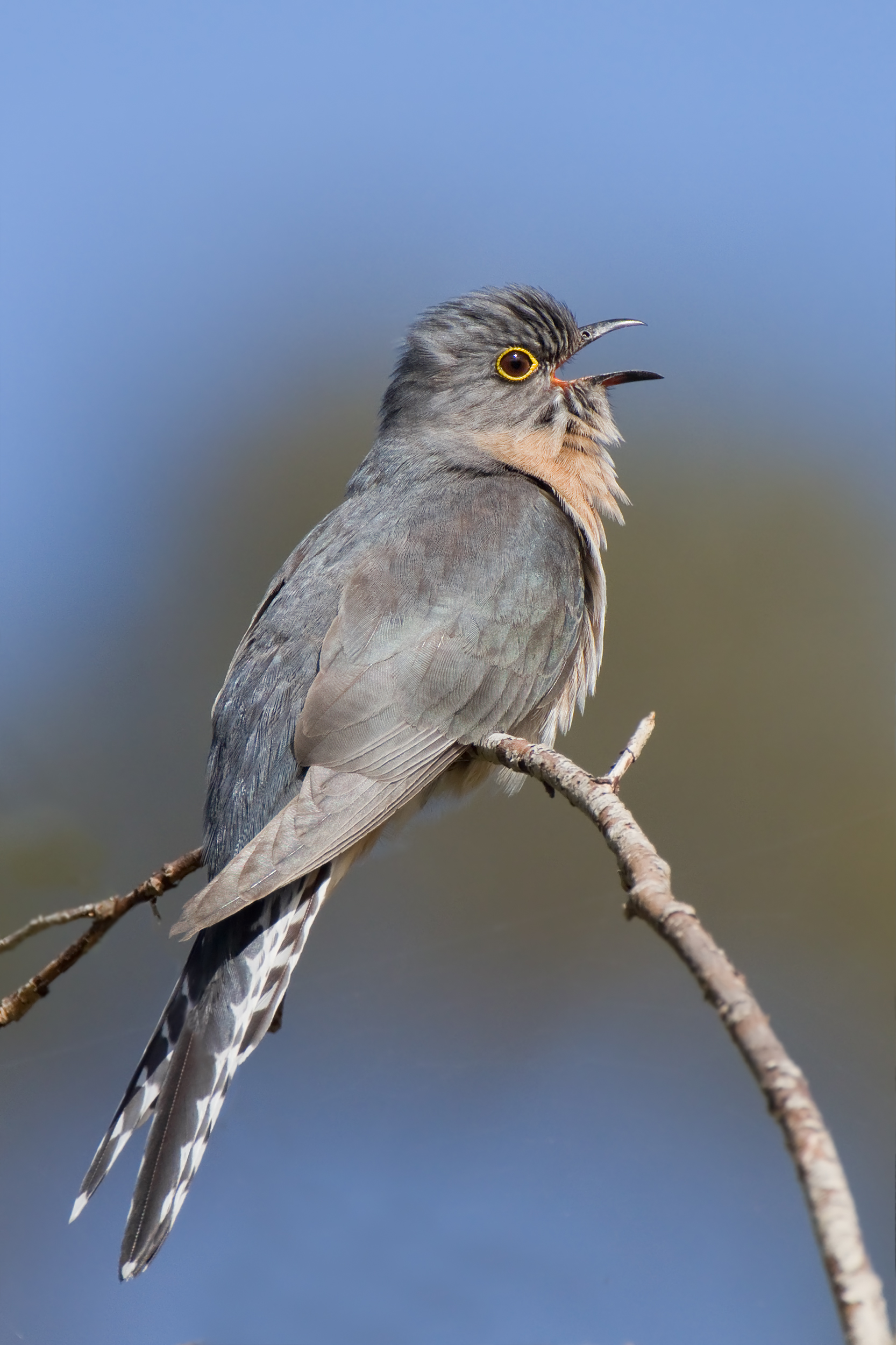 kukačka východoaustralská (Cacomantis flabelliformis)