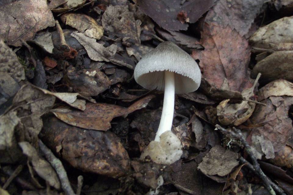 kukmák dřevní (Volvariella caesiotincta)