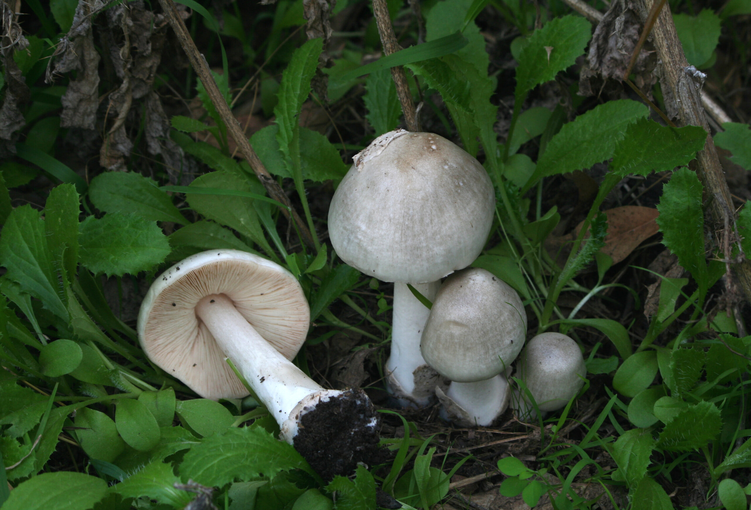 kukmák okázalý (Volvopluteus gloiocephalus)