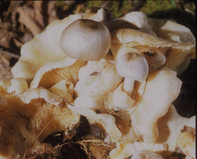 kukmák příživný (Volvariella surrecta)