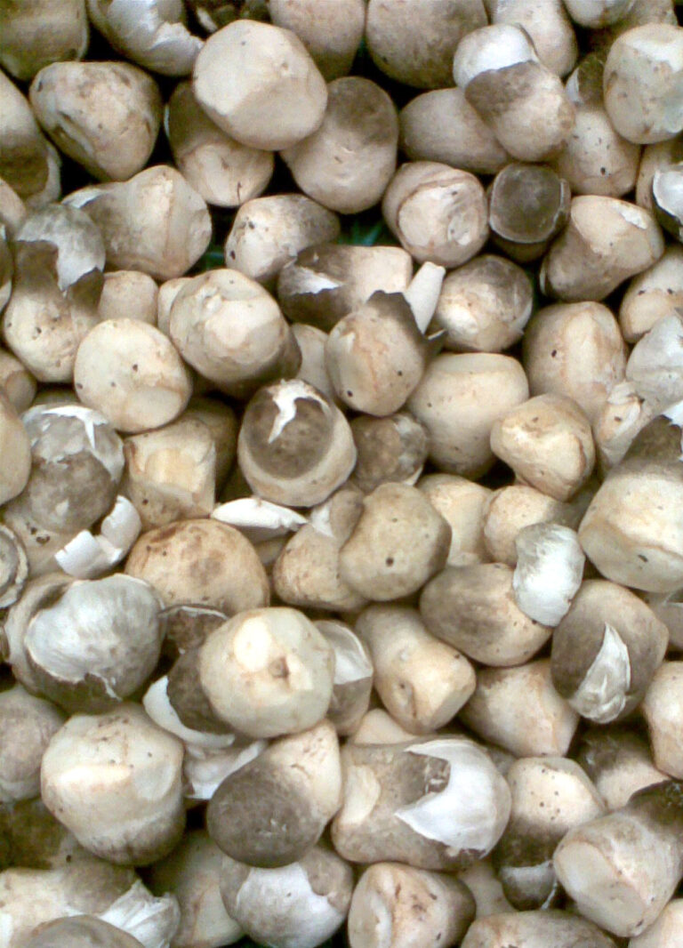 kukmák sklepní (Volvariella volvacea)