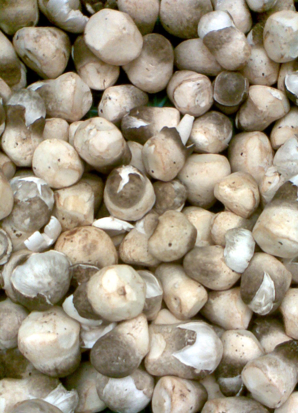 kukmák sklepní (Volvariella volvacea)