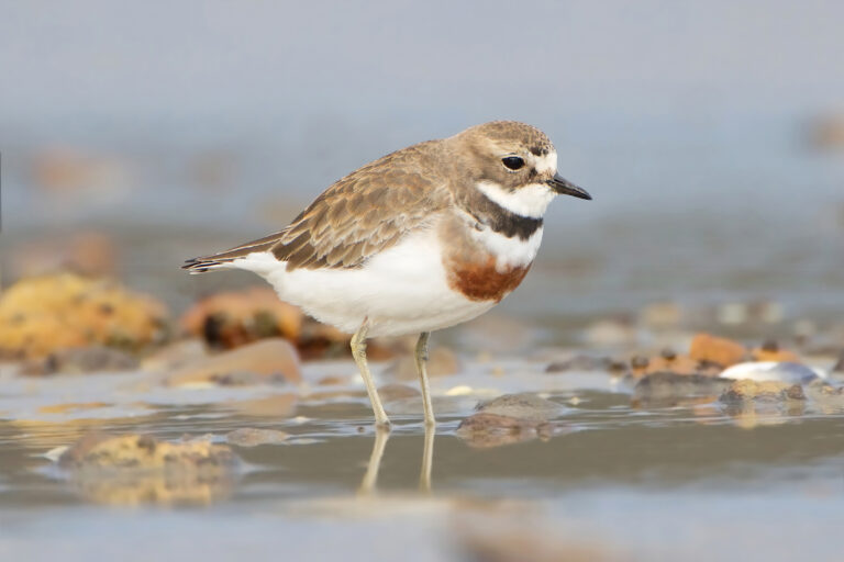 kulík dvoupruhý (Charadrius bicinctus)