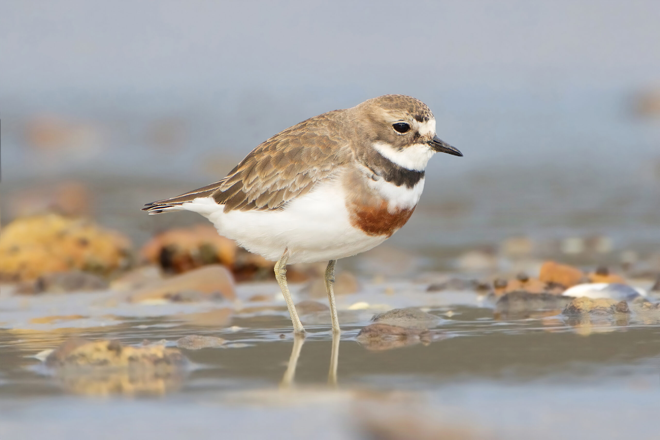 kulík dvoupruhý (Charadrius bicinctus)