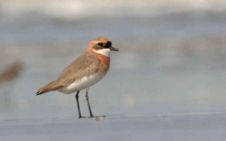 kulík menší (Charadrius mongolus)
