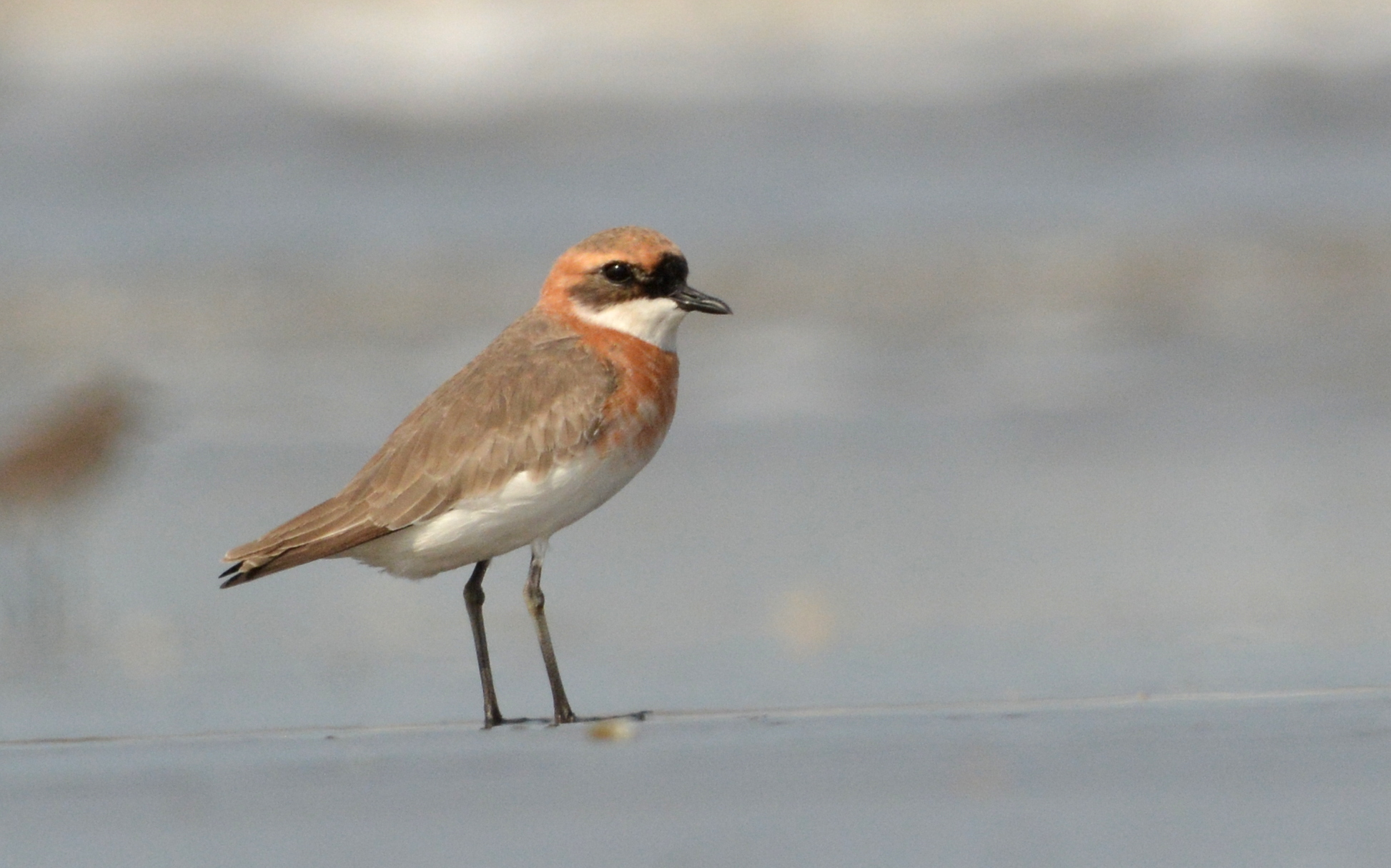 kulík menší (Charadrius mongolus)