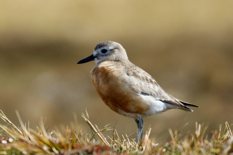 kulík novozélandský (Charadrius obscurus)