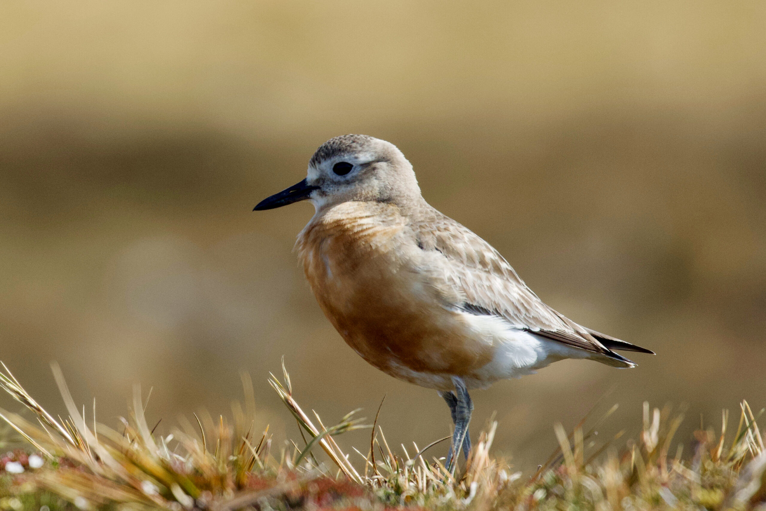 kulík novozélandský (Charadrius obscurus)