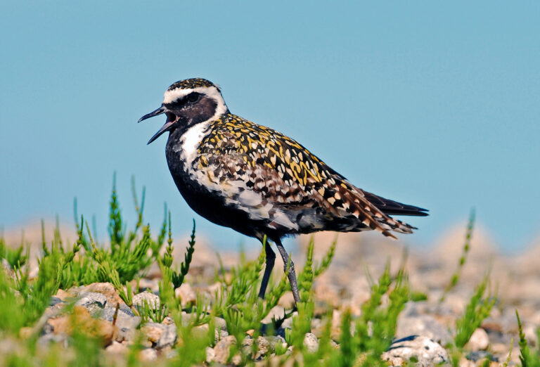 kulík pacifický (Pluvialis fulva)