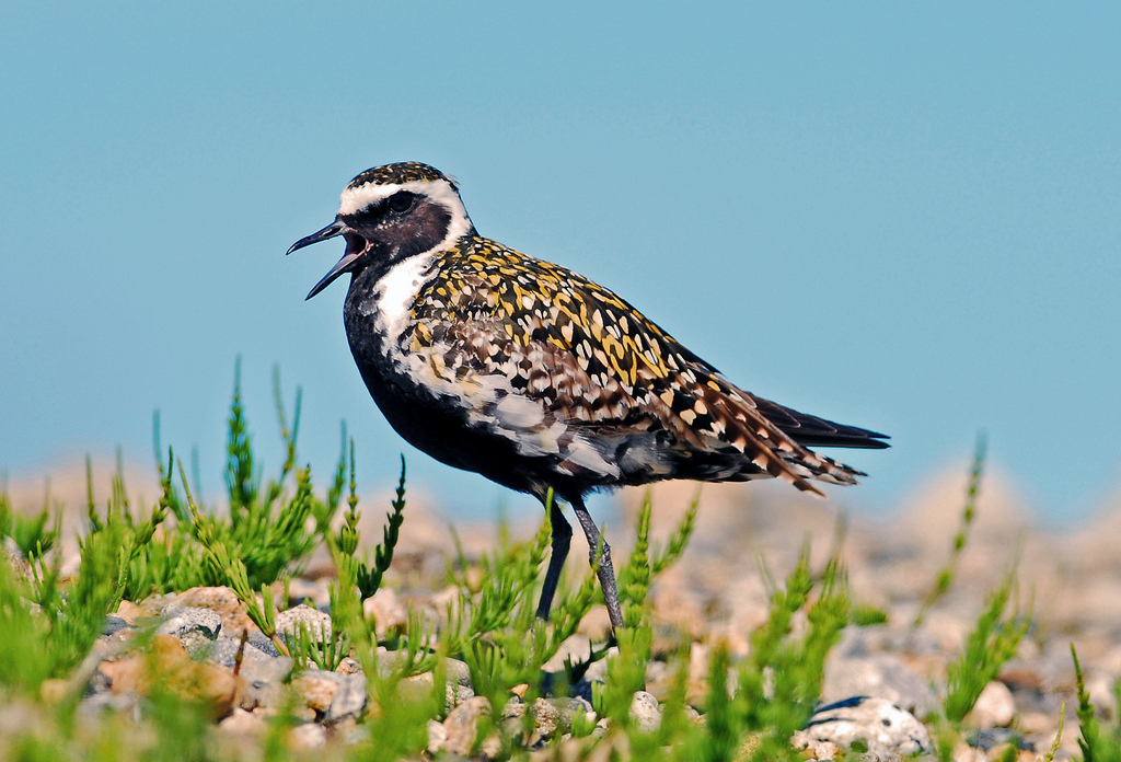 kulík pacifický (Pluvialis fulva)